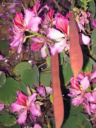 Image result for Bauhinia variegata