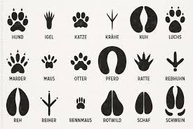 Maybe you would like to learn more about one of these? Gezeichnete Infografik Zur Bestimmung Von Tierspuren Den Spuren Heimischer Tiere Von Iris Luckhaus Tierspuren Marderhund Illustration Design