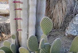 This saguaro print, will add a splash of green to any of your walls. Cactus Mart Cacti Succulents Desert Plant Emporium Morongo Valley Ca