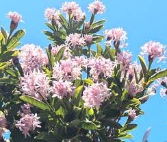 Image result for Dais cotinifolia