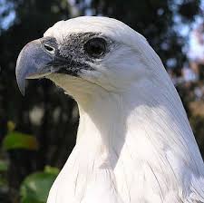 Birds Of Prey Wikipedia Indonesia White Bellied Sea Eagle Sea Eagle Eagle Australian Birds