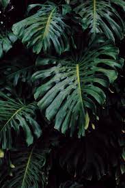 Monstera Tumblr Plant Wallpaper Green Nature Iphone Wallpaper Plants