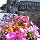 Winter Bedding Planting event image