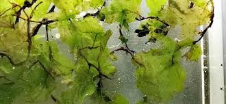 Image result for Didymoglossum erosum