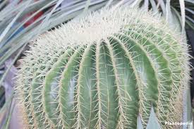 The old man cactus is a fun addition to an indoor garden. Golden Barrel Cactus Echinocactus Grusonii Plant How To Care Plantopedia