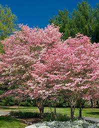 Maybe you would like to learn more about one of these? Leaves Turning Brown On Dogwood Tree Thriftyfun