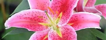Concern or fear about welfare of others (particularly loved ones) that something unfortunate may happen. Forgiving The Past Stepping Lightly Into The Future Flower Essence Blog