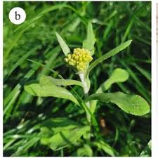 Image result for Gnaphalium polycaulon