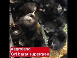 Credible agro & land ltd. Agroland Gri Barat Supergreu Youtube