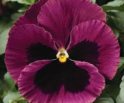 Plants Pansies Plants Plant Leaves