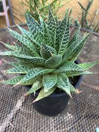 Image result for Aloe wollastonii
