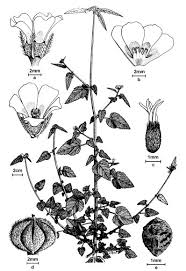 Image result for Melochia corchorifolia