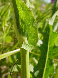 Image result for Sonchus wilmsii