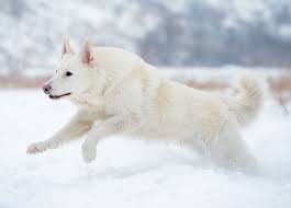 After all, different breeds tend to have unique personalities. German Shepherd Coat Colors Length Care Playbarkrun