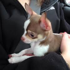 Baby Chihuahua Piper Perros Graciosos Perros Chihuahua Dibujos Bonitos De Animales