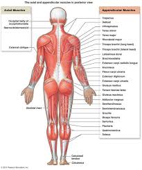 Field guide to the human body ™ when you first get the list of muscles you need to you can find articles related to muscle names list by scrolling to the end of our site to see the related articles section. 57 Names Of Muscles Ideas Muscle Anatomy Anatomy And Physiology Body Anatomy