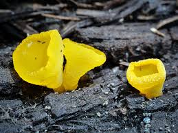 Image result for Mimulopsis alpina