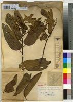 Image result for Grewia stolzii