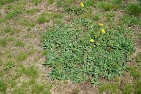 Centipede grass is known for its excellent heat tolerance and extremely low maintenance requirements. How Can I Control Weeds And Disease In My Centipede Grass Lawn In South Carolina Sodbusters