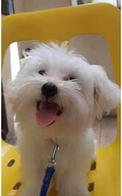 We offer beautiful quality maltipoo puppies of various colors. Maltipoo Puppies For Sale In Ma Teacup Maltese Puppy On Sale Facebook