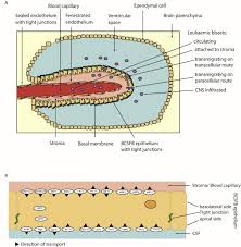 Image result for CSF Blood