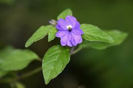 Image result for Browallia americana