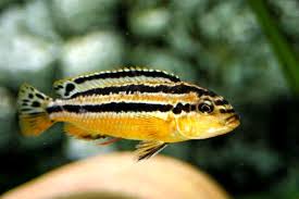 Black And Yellow Fish Freshwater Melanochromis Auratus Http Www Aquabase Org Fish View Php3 Id 80 Freshwater Aquarium Fish Tropical Fish Aquarium Fish