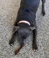 LOST PETS OF METAIRIE AND KENNER