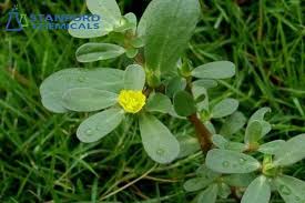 Image result for Portulaca centrali-africana