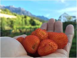 Image result for Rubus adolfi-friederici