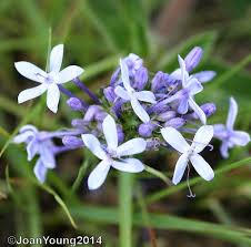 Image result for Conostomium natalense