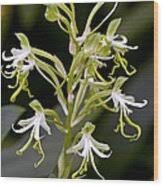 Image result for Bonatea