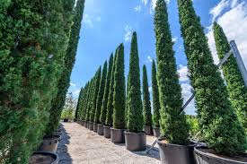 Image result for Cupressus sempervirens