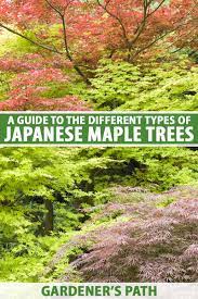 Most japanese maples are grouped as trees or shrubs. A Guide To Different Japanese Maple Types Gardener S Path