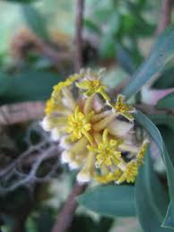 Image result for Gnidia stenophylla