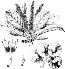 Image result for Strephonema sericeum