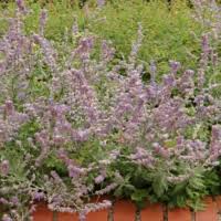 Image result for Viridivia