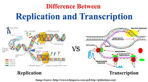 Difference Between Replication And Transcription
