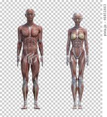 In general, the bones of the male pelvis are thicker and heavier, adapted for support of the male's heavier physical build and stronger muscles. Male And Female Body Comparison Image Muscle Stock Illustration 46851663 Pixta