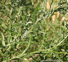 Image result for Senecio polyanthemoides