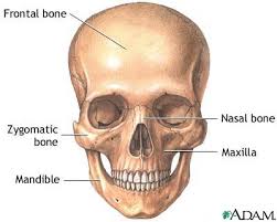 Bone basics and bone anatomy. Skull Anatomy Medlineplus Medical Encyclopedia Image