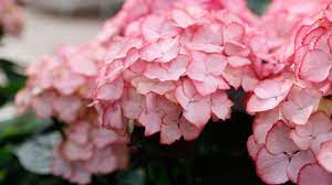 Pünktlich im nächsten frühjahr treiben die blumen im garten dann. Winterharte Sommerblumen Im Garten Ihr Eigenes Paradies Mencke