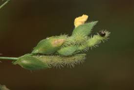 Image result for Zornia pratensis