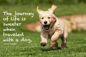 #adogsjourneymovie en cines este viernes. Quotes About Dogs A Life Quotesgram