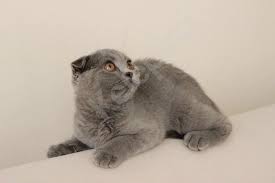 Scottish Fold Iki Disi Kedi Yavrusu 3 Aylik 1 350 Tl Sahibinden Satilik Sifir Renk Kelepirci Com