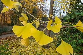 Share your videos with friends, family, and the world Der Ginkgo Im Botanischen Garten Gutersloh Ginko Im Stadtpark