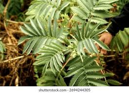 Image result for Melianthus major