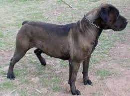 Black Boerboel Puppies For Sale In Bloemfontein Black Boerboel Puppy For Sale Puppies For Sale Boerboel Puppies