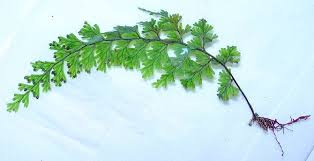 Image result for Hymenophyllaceae
