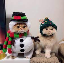 Merry Christmas And Happy Holidays Reddit Credit Marininimmmk Cats Moore's, i mean, not nikolai gogol's) ends with the words, a happy christmas to all and to all a good night. queen elizabeth ii wishes british subjects a happy christmas in her annual christmas.